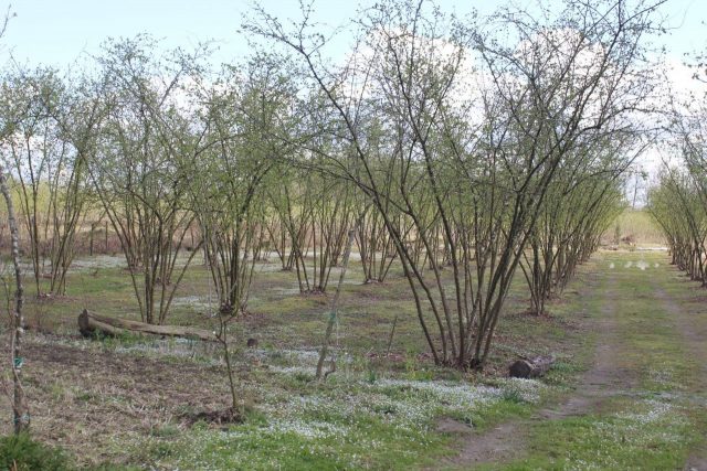 В Западной Грузии приступили к осуществлению "Программы спасения фундука"