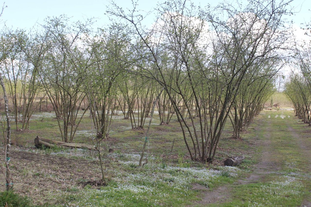 В Западной Грузии приступили к осуществлению "Программы спасения фундука"