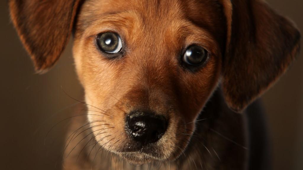 Депутаты от правящей партии готовят законопроект защищающий права домашних животных