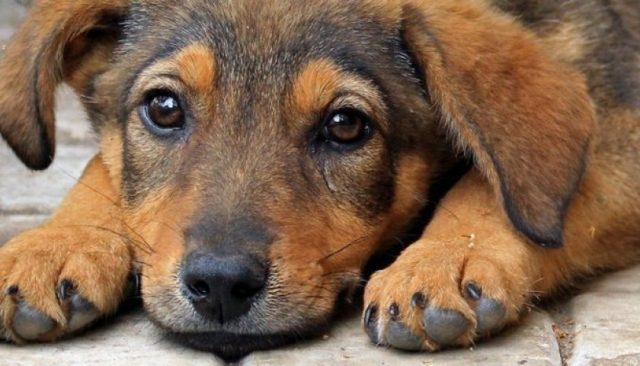 Парламент Грузии ужесточил наказание за жестокое обращение с животными