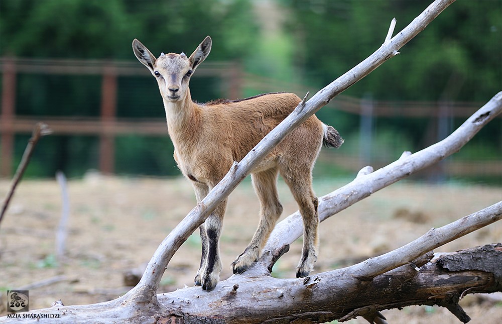 В Тбилисском зоопарке пополнение