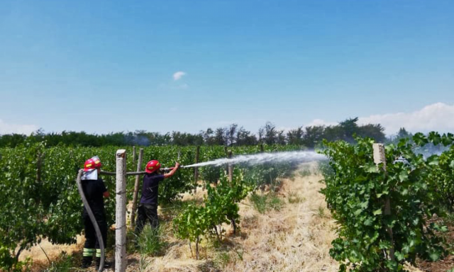 Крупный пожар в Кахетии уничтожил около 10 га виноградников