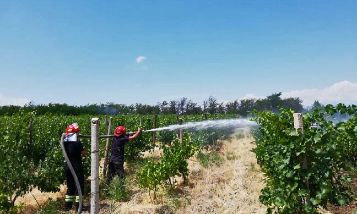 Крупный пожар в Кахетии уничтожил около 10 га виноградников