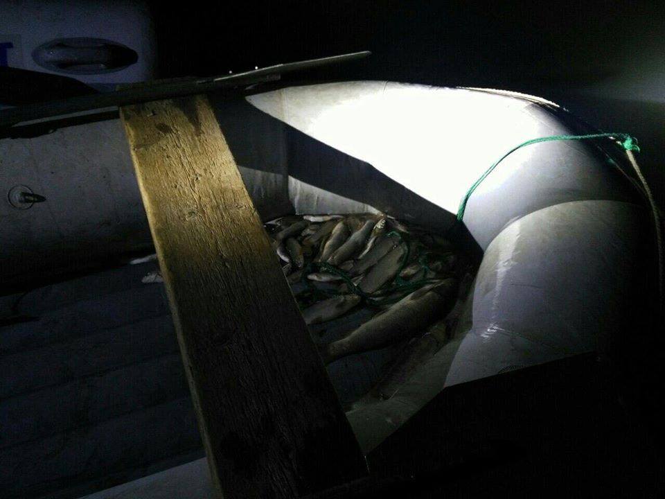 В Грузии с 1 мая по 14 августа выявили 147 фактов незаконной рыбной ловли