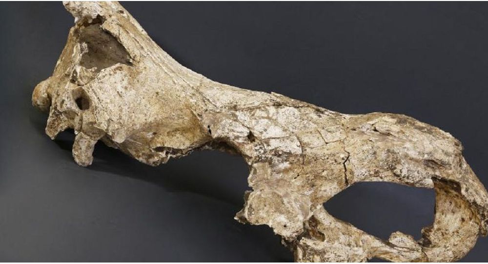 Самая древняя ДНК в мире обнаружена в Грузии