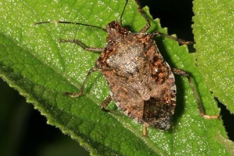 Мраморные клопы вновь появились в Западной Грузии