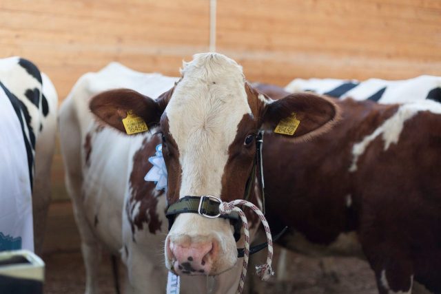 В Грузии прошла выставка крупного рогатого скота «Cattle Expo — 2019»