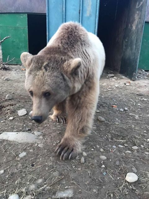 В Грузии медведя отобрали у бродячего цирка
