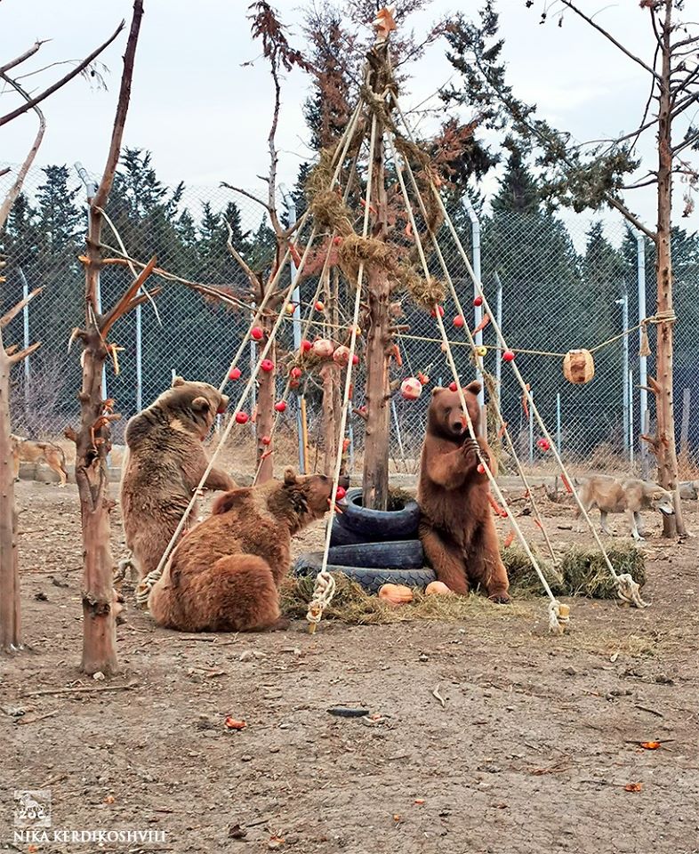 Жители Тбилиси несите старые елки и чичилаки в зоопарк