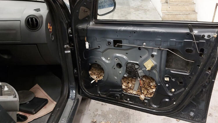 Гражданин Азербайджана пытался контрабандно вывезти более 5,5 тысячи черепах из Грузии в Турцию