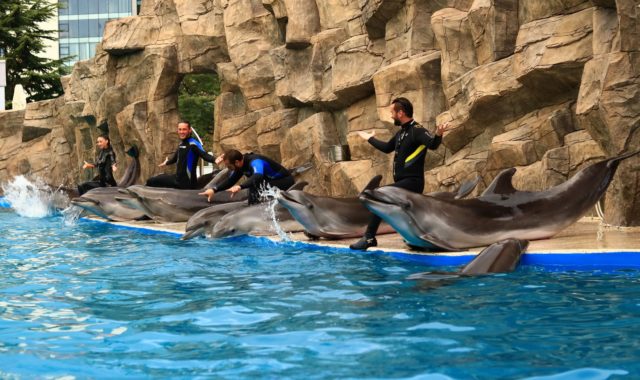 Батумский дельфинарий открывается для посетителей 30 июня