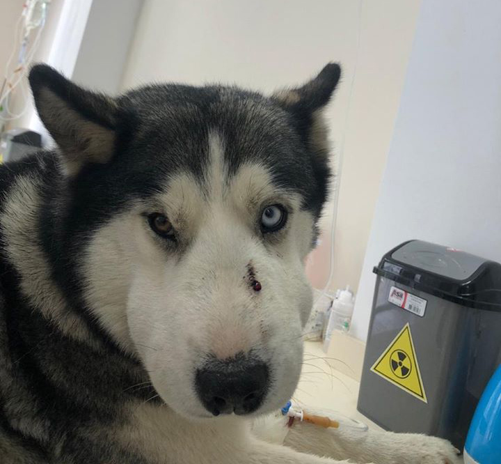 Собака породы хаски спасла пятилетнего ребенка от укуса гюрзы