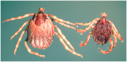 В Грузии мужчина средних лет умер от конго-крымской геморрагической лихорадки