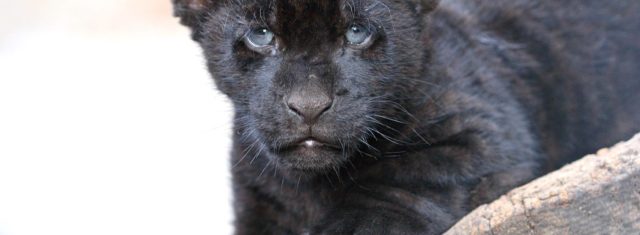 Тбилисский зоопарк получит 4,5 млн лари