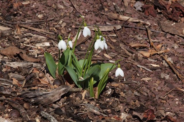 Грузия начала экспортировать луковицы подснежников в Евросоюз