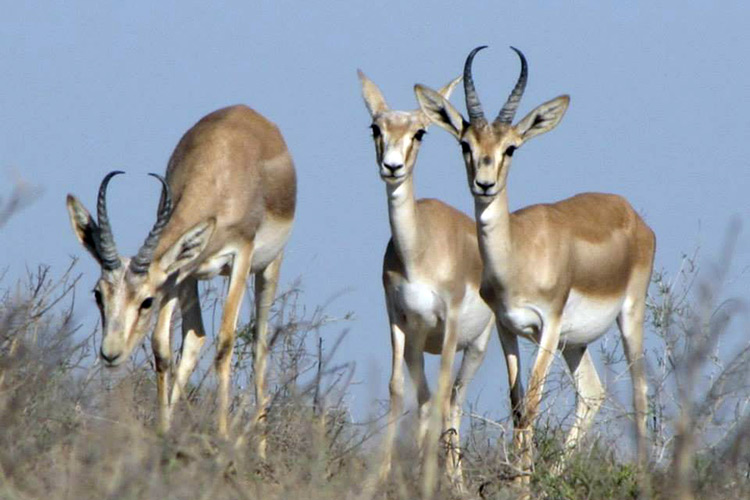 Азербайджан передаст Грузии несколько особей джейранов