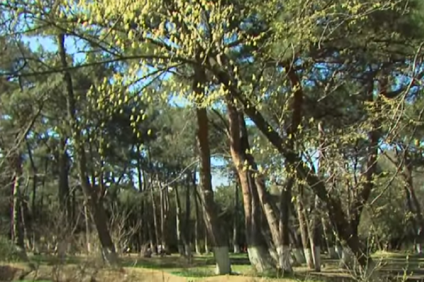 Дигомскому парку возвращены до 12 тысяч квадратных метров земли