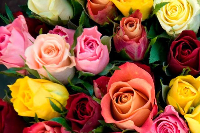 В Грузию в 2022 году было экспортировано разного вида цветов на 3 миллиона долларов