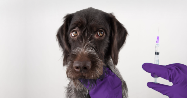 В Грузии проходит бесплатная вакцинация кошек и собак