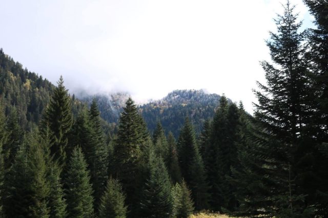 44% территории Грузии (3 100 500 гектаров земли) покрыто лесами