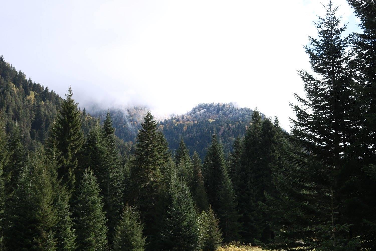 44% территории Грузии (3 100 500 гектаров земли) покрыто лесами