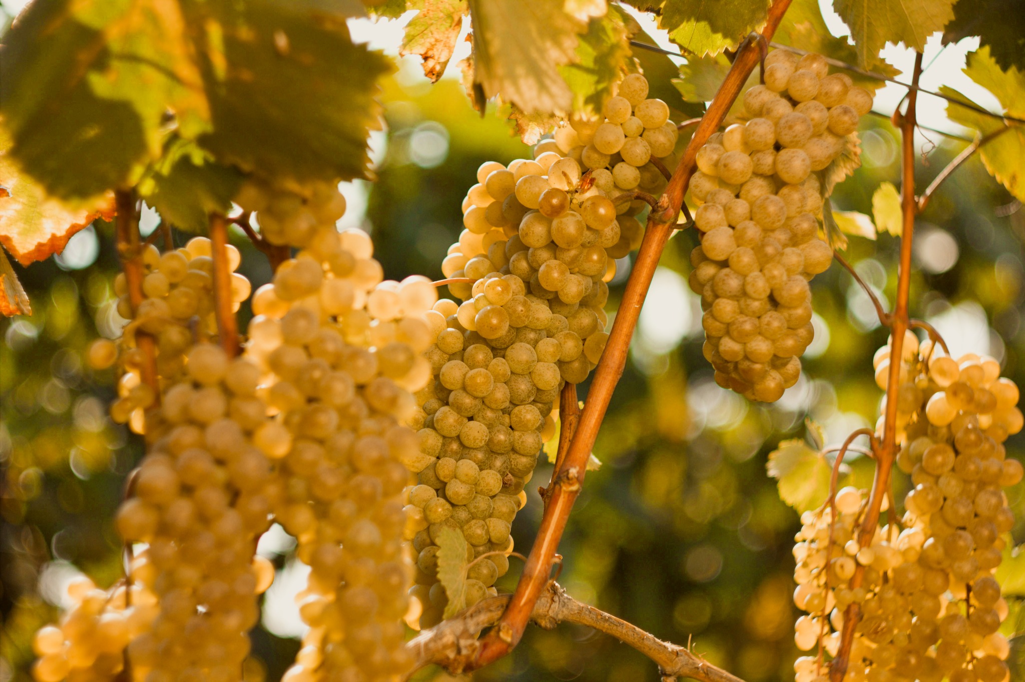 Винзаводы в Кахети переработали 64 тысячи тонн винограда