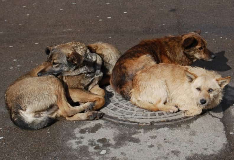 Мэрия Тбилиси построит приют для бездомных животных