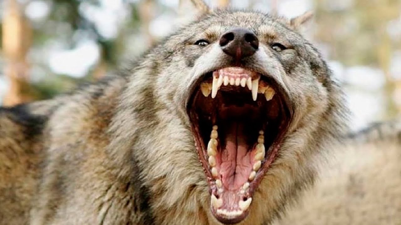 В Кахети собака заразилась бешенством от волка