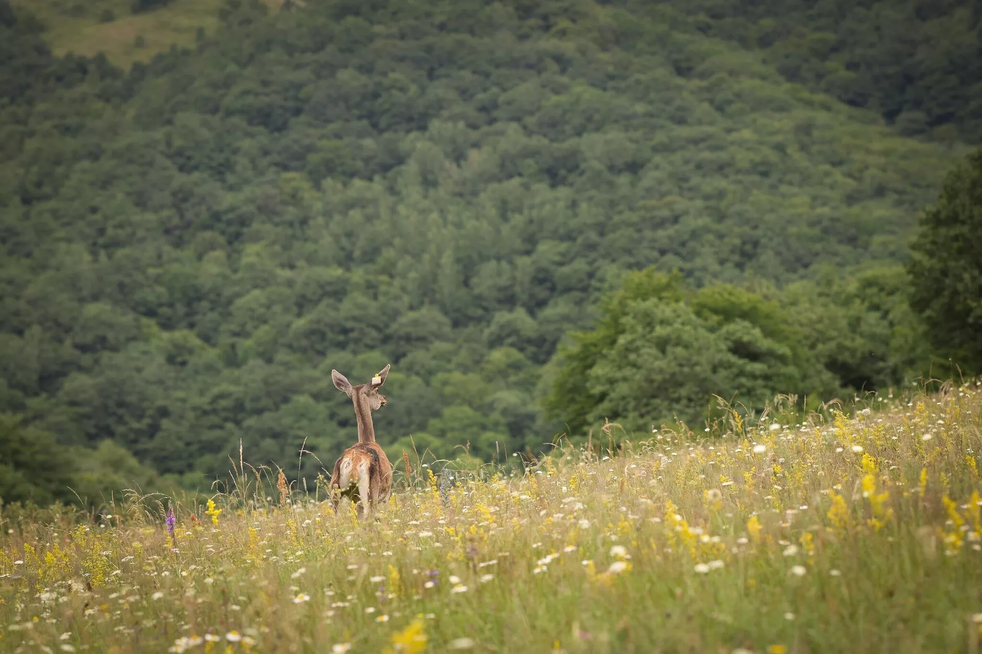 В Грузии открылся питомник кавказских оленей