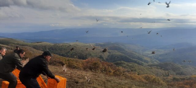 Алгетский национальный парк пополнился серыми куропатками