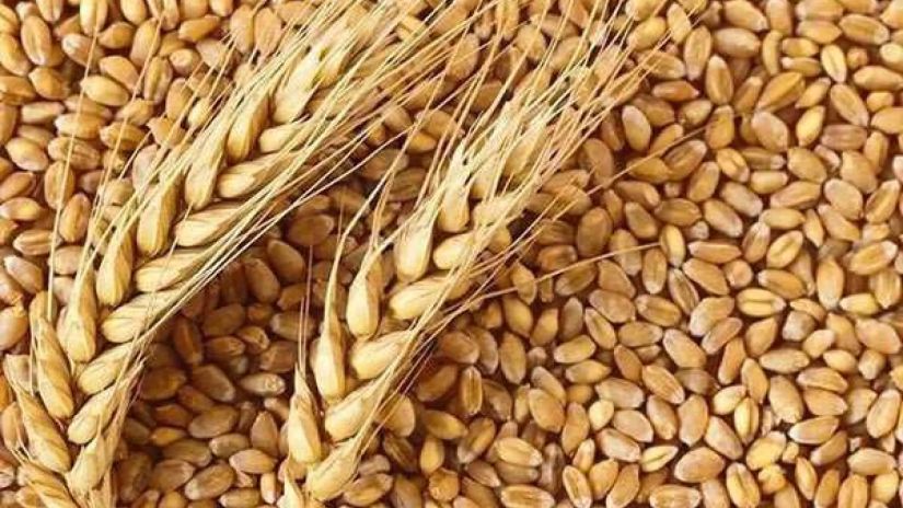 Грузинская пшеница стала достоянием мирового культурного наследия