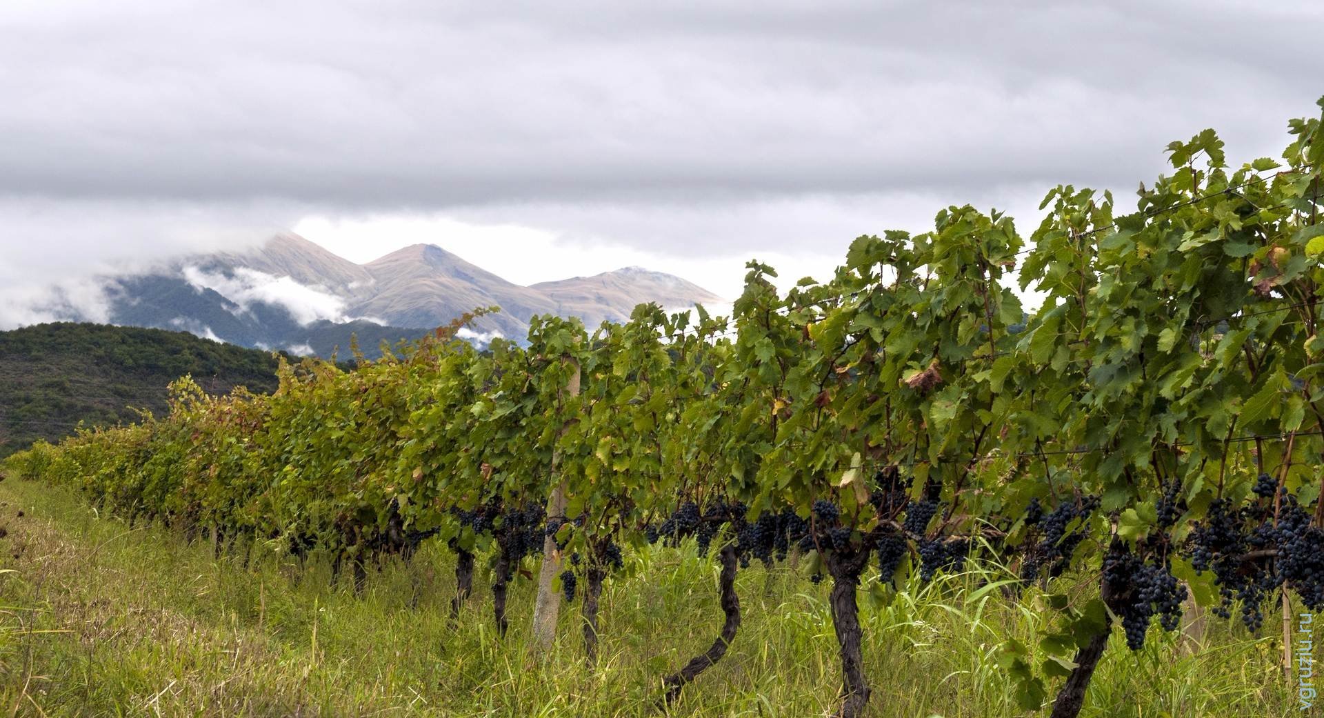 Национальное агентство вина Грузии будет выдавать разрешениена выращивание винограда
