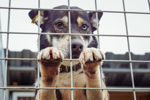 В Гори в приюте для бездомных животных нарушений не выявлено